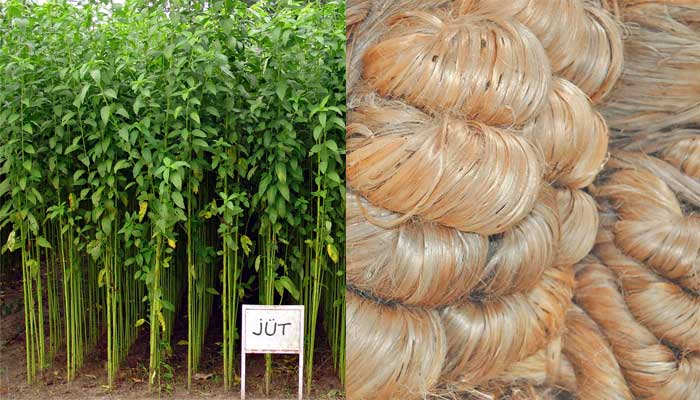 jute for pulping