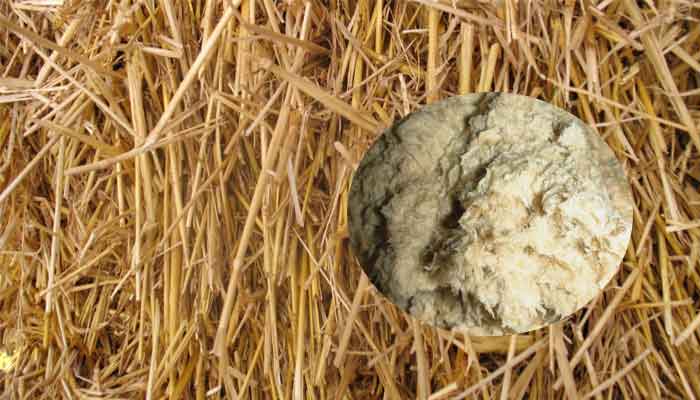 wheat straw pulp