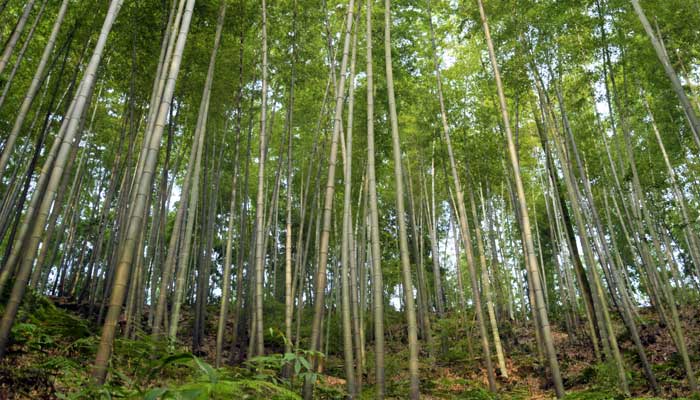 Производство бамбуковой целлюлозы